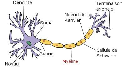 Ce schéma explique la disposition de la gaine de myéline le long de l'axone d'un neurone. Celle-ci permet une meilleure isolation électrique de l'influx nerveux permettant au message de transiter bien plus efficacement d'un neurone à l'autre. © Selket, Wikipédia, cc by sa 3.0
