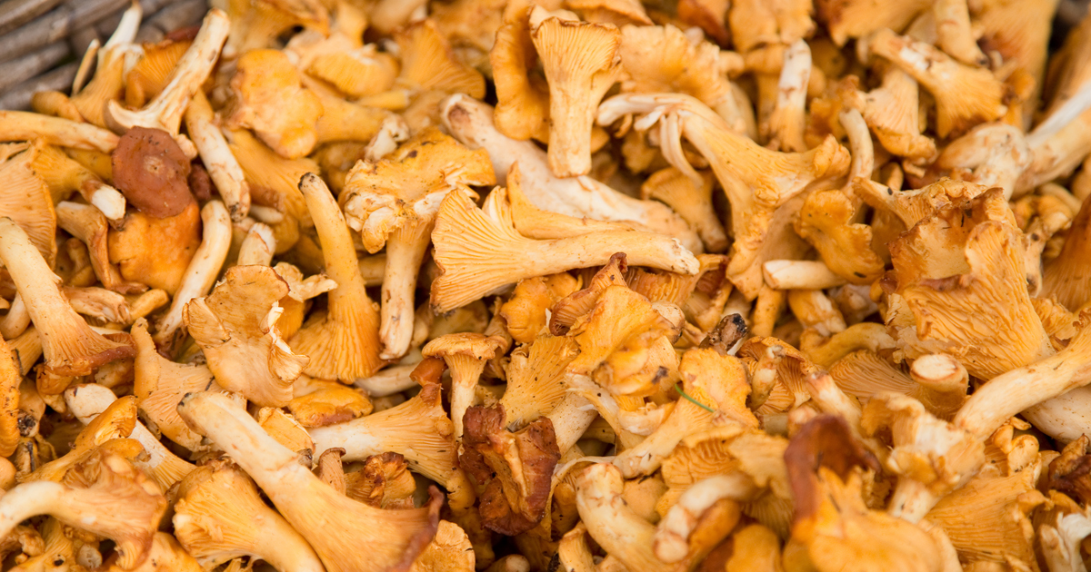 La DGCCRF révèle une contamination radioactive de certains champignons importés