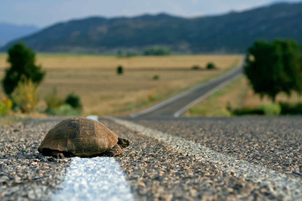 Tortue de conscience de soi sur la route