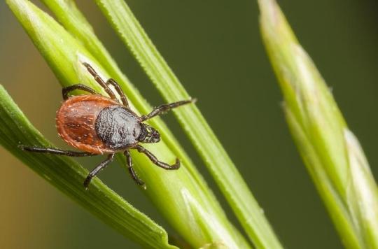 Maladie de Lyme : comment réduire la présence de tiques près de sa maison ?