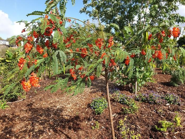 Ce Sesbania punicea, ou flamboyant d’Hyères, est l’une des 200 espèces végétales présentes dans le jardin.