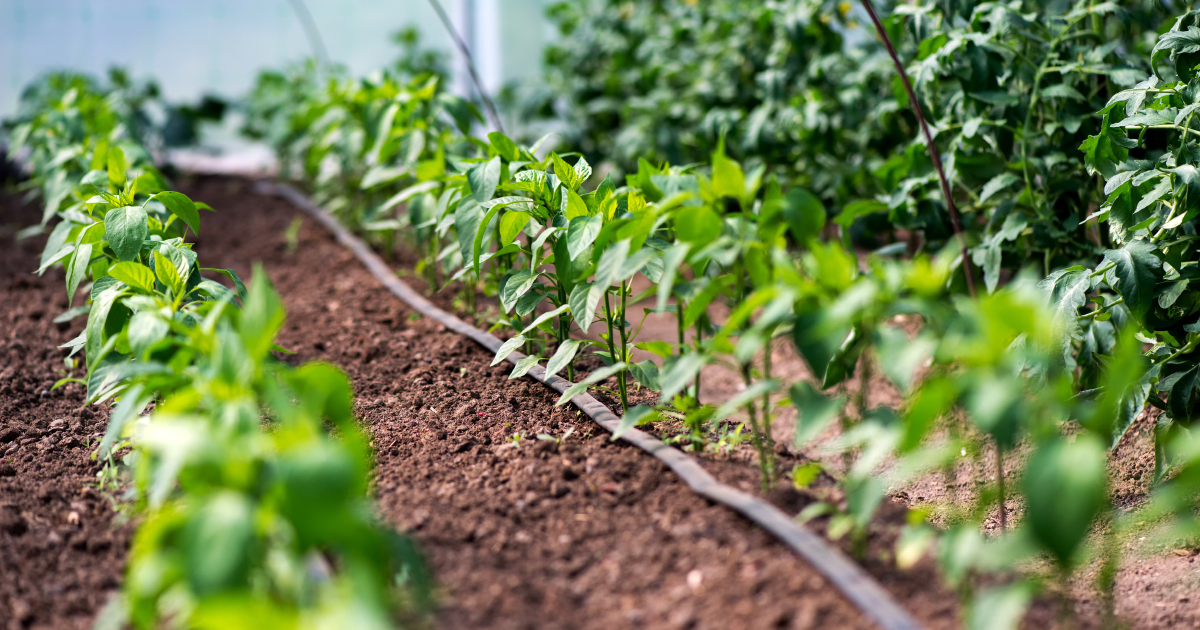 Adoption définitive du règlement sur la réutilisation des eaux usées traitées